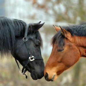 GRATIS Futterprobe von Pavo für Pferde 🐎