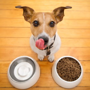 hund-hundefutter-magazin-sq