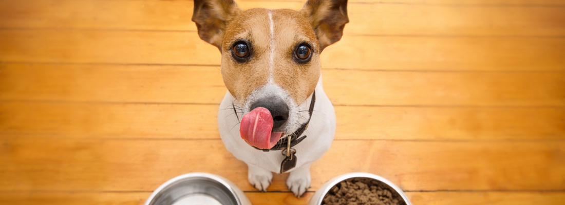 hund-hundefutter-magazin
