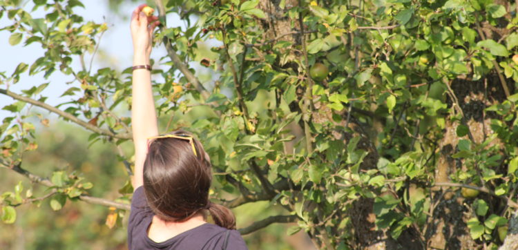 Griff zum Apfel mundraub