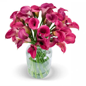 🌸 40 pinke Calla für 19,99€ zzgl. Versand (statt 45€) - bei Blume Ideal
