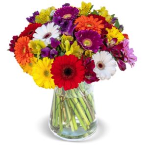 40 bunte Gerbera für 19,99€ zzgl. Versand