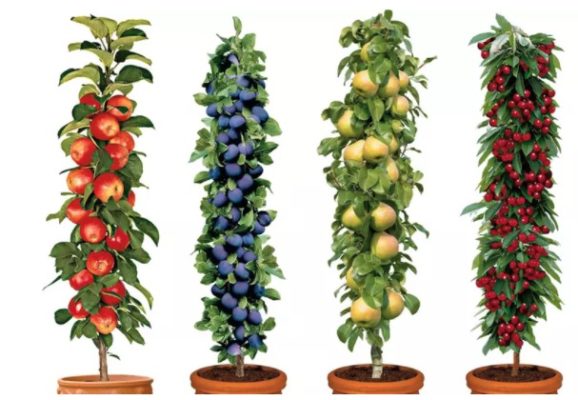Groupon's grüne Ecke Pflanzen für den Garten oder Balkon z.B. 2erSet