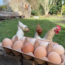 🐔 Eier kaufen vs. Hühnerhaltung 🥚 Was ist günstiger?