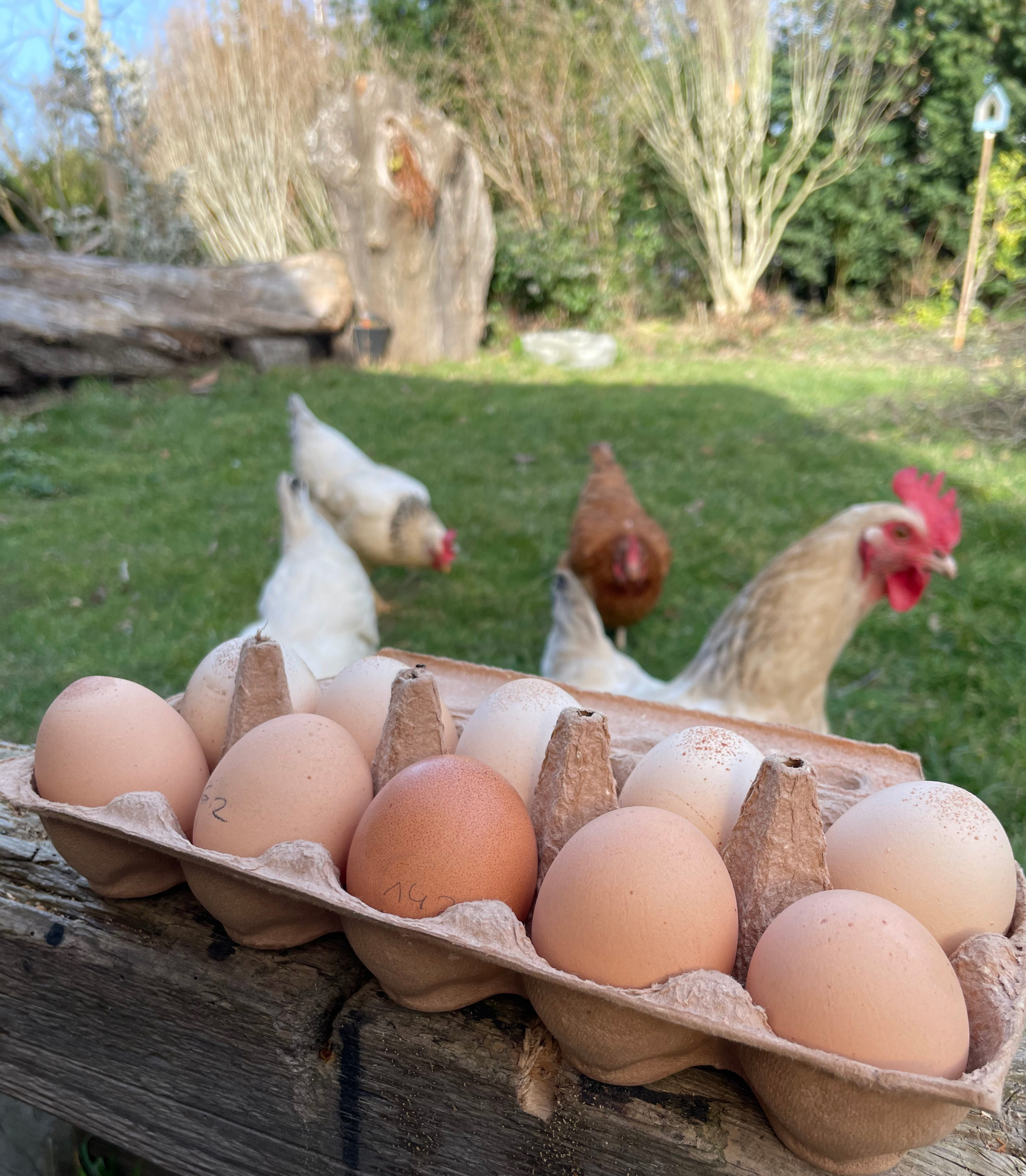 🐔 Eier kaufen vs. Hühnerhaltung 🥚 Was ist günstiger?