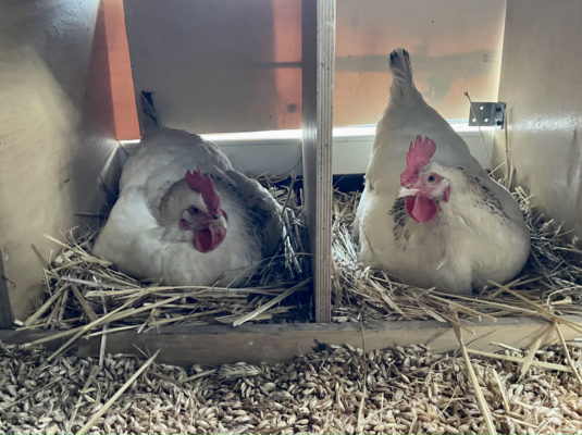 Elfriede und Trudi in bei der Arbeit