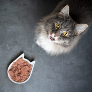 🐈 Amazon: Katzenfutter bis zu 40% Extra-Rabatt - Whiskas, Sheba u.v.m.