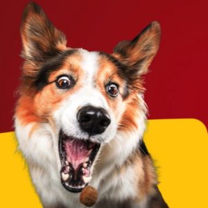 KOSTENLOS: 2x Hundefutter JOSERA &#043; 5 € GRATIS Gutschein