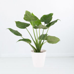 Alocasia Cucullata (Elefantenohr) für 19,90€ + gratis Übertopf