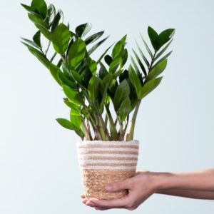 🌱 Zamioculcas (Glücksfeder) mit Korb für nur 10€ - Neukunden von Blume 2000