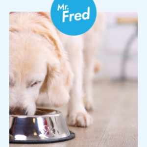 GRATIS: 3x Päckchen Hundefutter in der Testbox- nur 3,90€ Versand