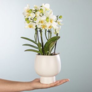 💮 Orchidee in Weiß mit Übertopf für 10€