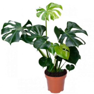 Monstera Deliciosa XXL (80-100cm)  für 20,98€