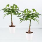 Zwei Glueckskastanien bei blumenshop.de
