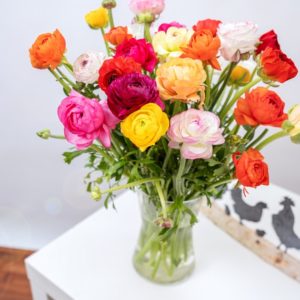 💐 50 bunte Ranunkeln für nur 25,48€ inkl. Versand! 😍