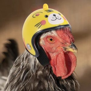 🐔 Hühnerhelm in verschiedenen Designs für 1,63€ inkl. Versand
