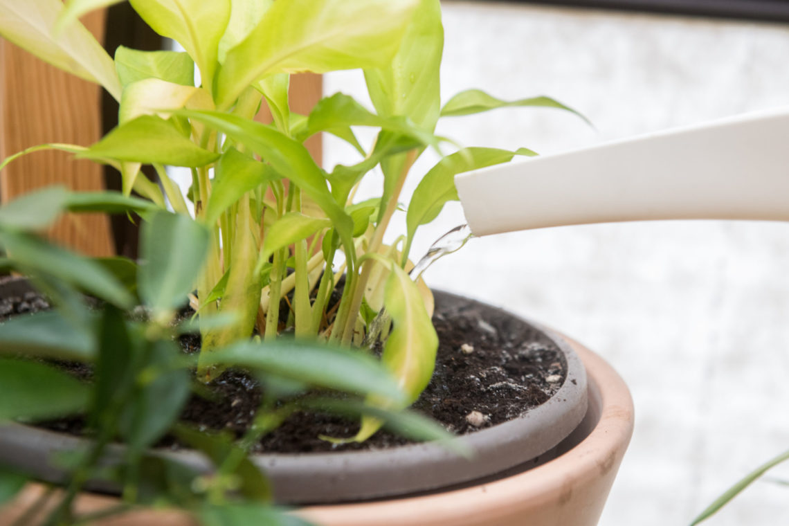 Vivitoch 1 x Pflanzen-Wasserspender selbstwässerndes Gerät für Hauspflanzen mit Kugel automatischer Tropfen gelb