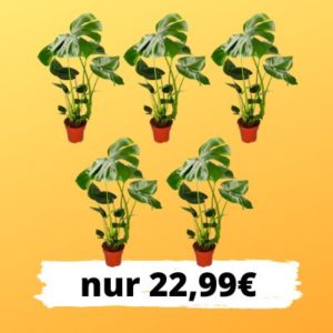 🌱 Monstera Madness: 5 Pflanzen für nur 22,99€ zzgl. Versand