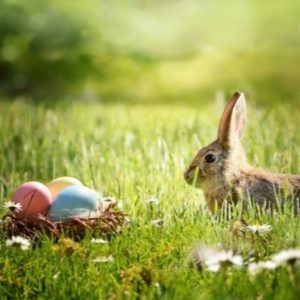 Osterhase_und_Eier
