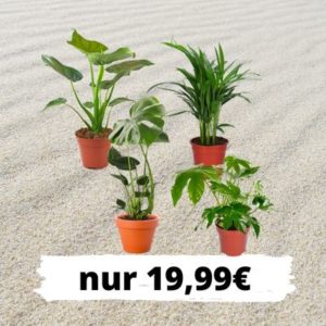 4er-Set 🪴 Monstera, Alocasia, Zimmeraralie und Goldfruchtpalme für 19,99€ (Normalpreis: 40€) - zzgl. Versand