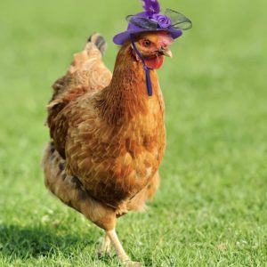 👒 Schicker Hühner-Hut ab 2,60€ - verschiedene Farben, 6er Pack