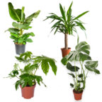 4er-Set Pflanzen bei PflanzePlus