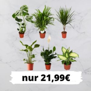 🌴 6er-Set Zimmerpflanzen mit Monstera, Friedenslilie & Elefantenohr für 21,99€ zzgl. Versand€ (Normalpreis: 40€)
