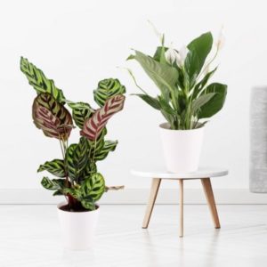 🌱 Urban Jungle Duo (Pfauen-Korbmarante + Einblatt) + gratis Töpfe für 24,95€ zzgl. Versand