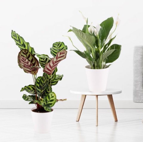 Urban Jungle Duo Pfauen Korbmarante Einblatt gratis Topfe fur 24 95 zzgl. Versand