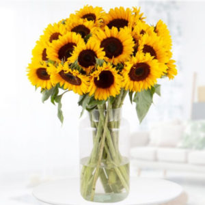 🌻 20 große Sonnenblumen für 24,90€ inkl. Versandkosten
