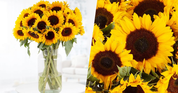 20 Sonnenblumen in Vase