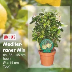 Gutscheinfehler: GRATIS Mediteraner Mix bei Netto Marken-Discount (App)