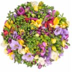 bunte Freesien