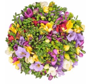 bunte Freesien