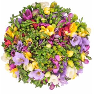 💐 50 bunte Freesien für 27,48€ inkl. Versand - Strauß mit bis zu 400 Blüten