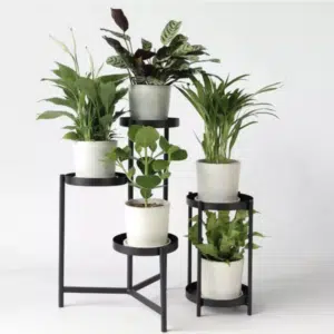 🌴 5er-Set Zimmerpflanzen mit luftreinigenden Eigenschaften für 27,46€ (pro Pflanze 5,49€)