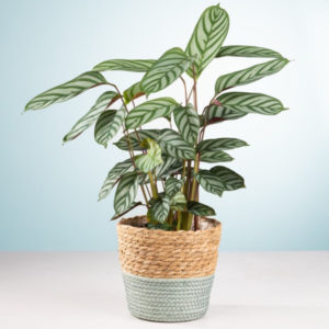 🌱 Zimmerpflanze Calathea (tierfreundlich) mit Korb für 9,99€ (statt 16,99€) zzgl. Versand