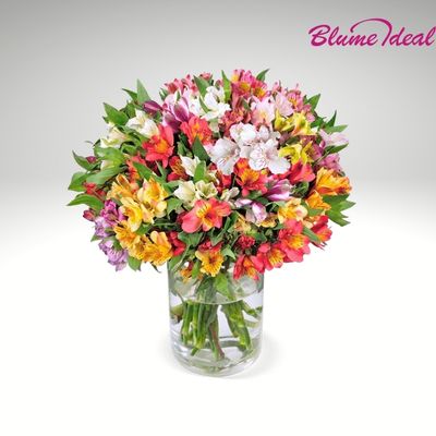Thumbnail 💐 33 Inkalilien mit bis zu 200 Blüten für 32,48€ inkl. Versand