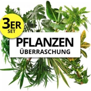 5er-Set_Pflanzenueberraschung_Naturentdecker-400×398