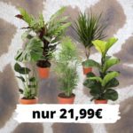 5er_set_pflanzen