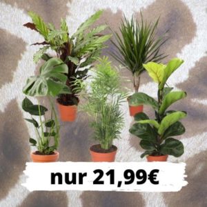 🌴 5er-Set: Dracena - Monstera - Calathea - Bergpalme - Ficus Lyrata für 21,99€ zzgl. Versand (Normalpreis: 50€)