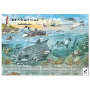3 Poster mit Ausmalbildern „Der Schweinswal“ / "Der Maulwurf" / "Der Fischotter" kostenlos bestellen/downloaden bei der Deutschen Wildtier Stiftung