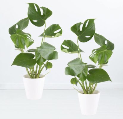 2er-Set Monstera