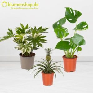 🌱 Blumenshop: Zimmerpflanzen im Sale - Monstera, Drachenbaum XXL uvm.