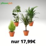 Pflanzen