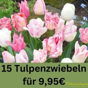 💐 15 Tulpenzwiebeln in einer hübschen Geschenktasche für 9,95€ zzgl. Versand