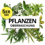 Pflanzen