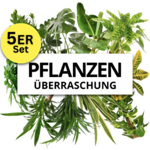 5er-Set Zimmer-Pflanzenüberraschung (40-70cm) für 18,99€ zzgl. Versand (statt 40€)