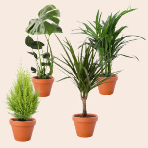 🌴 4er-Set: Monstera, Goldfruchtpalme, Zimmerzypresse, Dracaena für 24,99€ + Versand (Normalpreis: 30€)