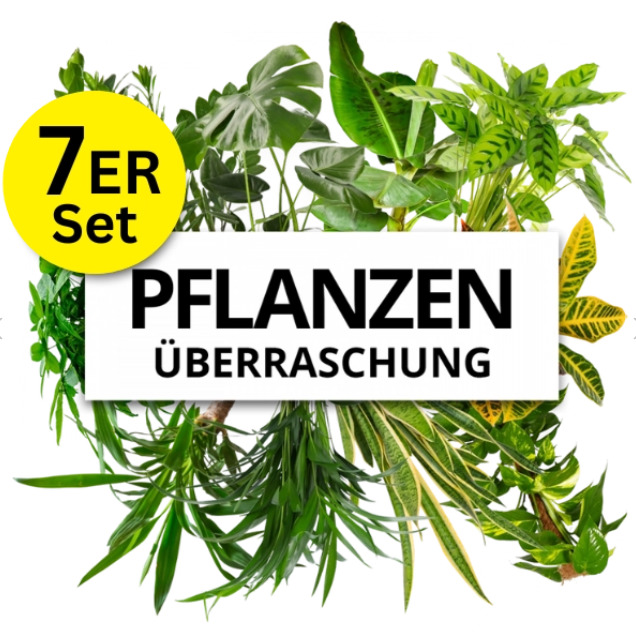 🌴 7er-Set Pflanzenüberraschung für 27,48€ inkl. Versand (statt 60€)